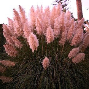 Kortadéria pampová (Cortaderia selloana) ´PINK FLOWER´ - výška 150-180 cm, kont. C30L